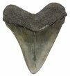 Fossil Megalodon Tooth - South Carolina #51117-2
